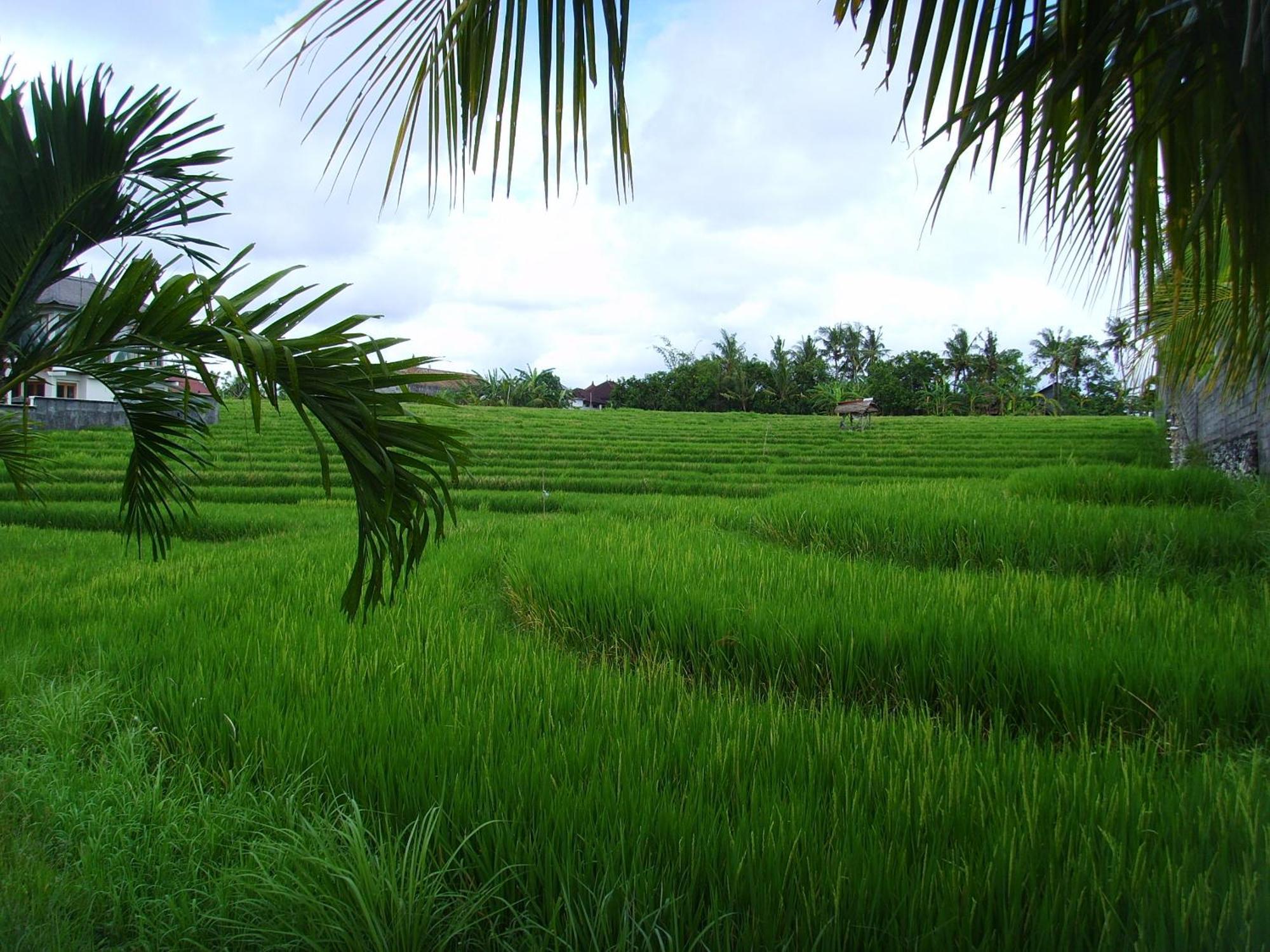 Jonsen Homestay Canggu Exterior foto